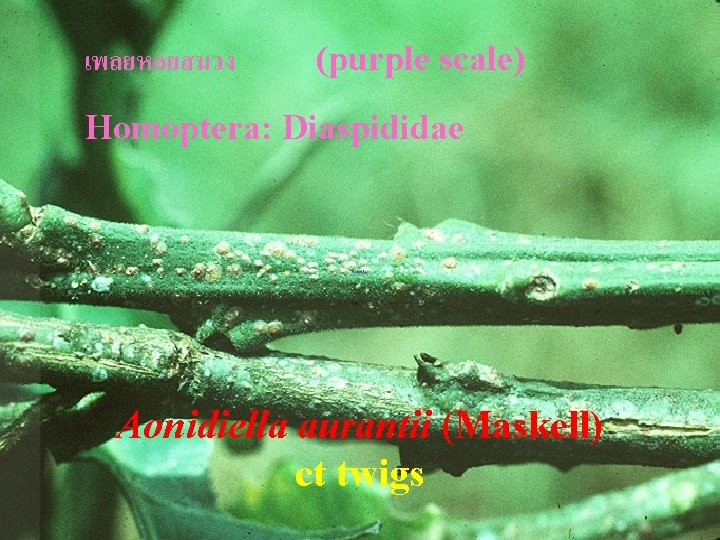 เพลยหอยสมวง (purple scale) Homoptera: Diaspididae Aonidiella aurantii (Maskell) ct twigs 