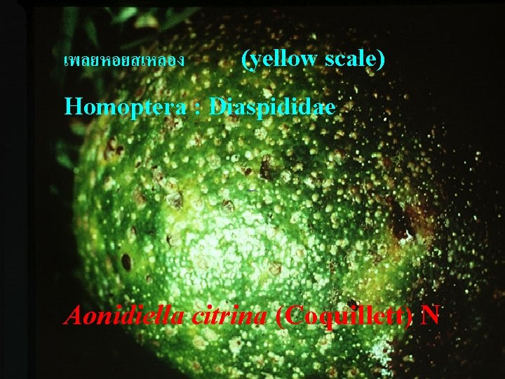 เพลยหอยสเหลอง (yellow scale) Homoptera : Diaspididae Aonidiella citrina (Coquillett) N 