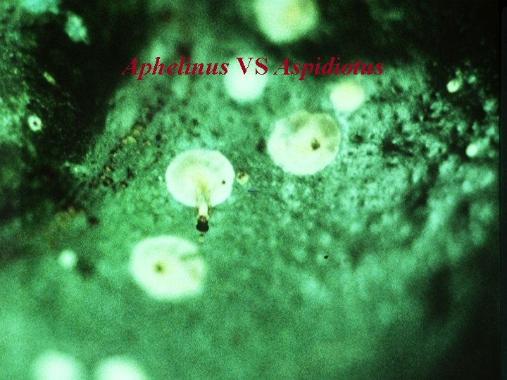 Aphelinus VS Aspidiotus 