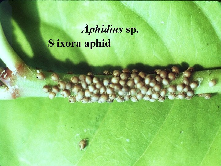 Aphidius sp. S ixora aphid 