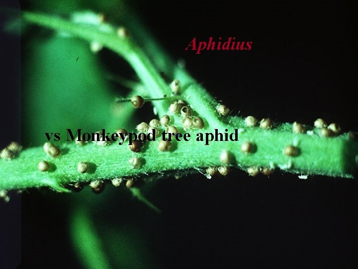 Aphidius vs Monkeypod tree aphid 