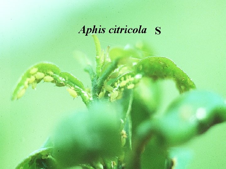 Aphis citricola S 