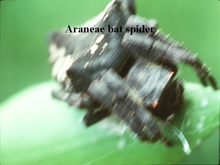 Araneae bat spider 