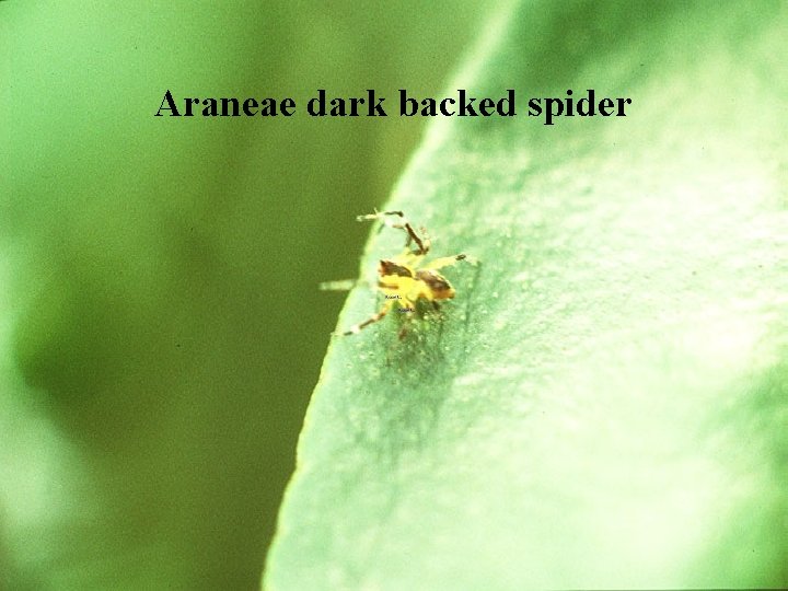 Araneae dark backed spider 