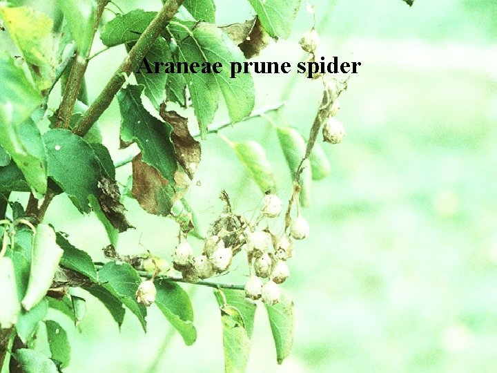 Araneae prune spider 