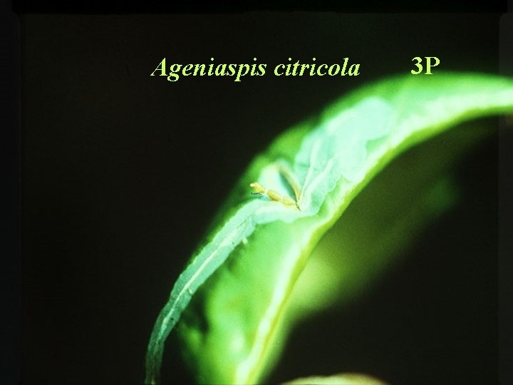 Ageniaspis citricola 3 P 