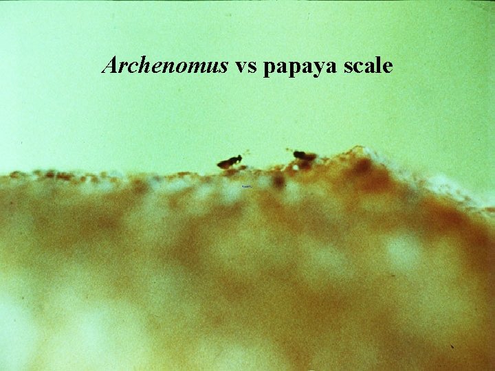Archenomus vs papaya scale 