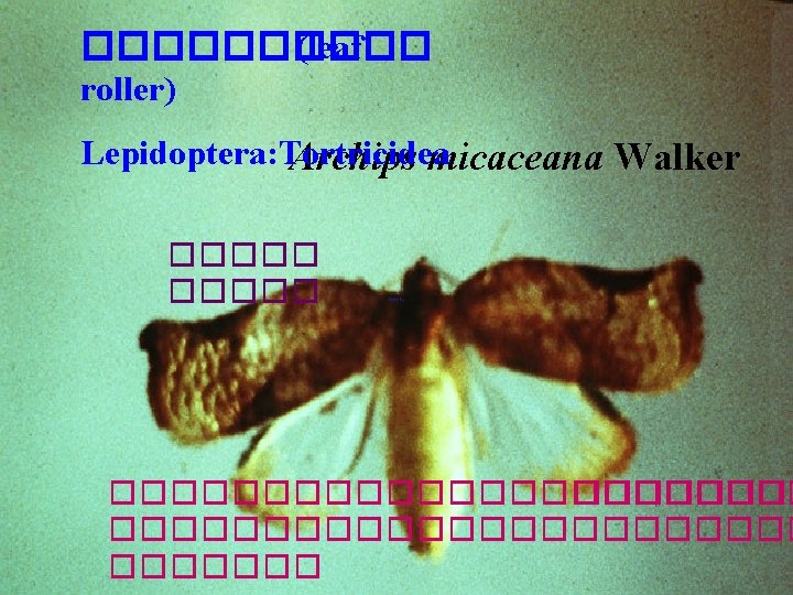 ����� (leaf roller) Lepidoptera: Tortricidea Archips micaceana Walker ����������������������� 