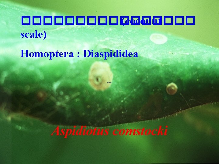 �������� (coconut scale) Homoptera : Diaspididea Aspidiotus comstocki 