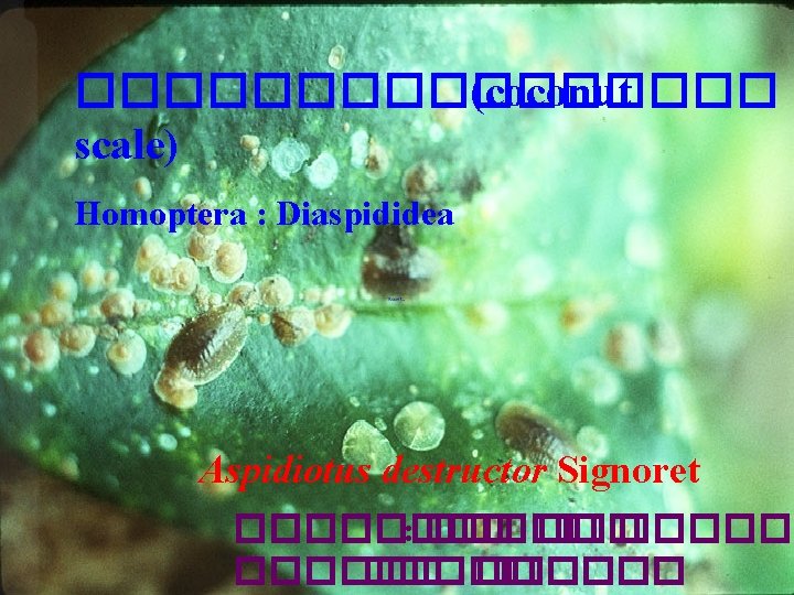 �������� (coconut scale) Homoptera : Diaspididea Aspidiotus destructor Signoret ���� : ����� ������ 