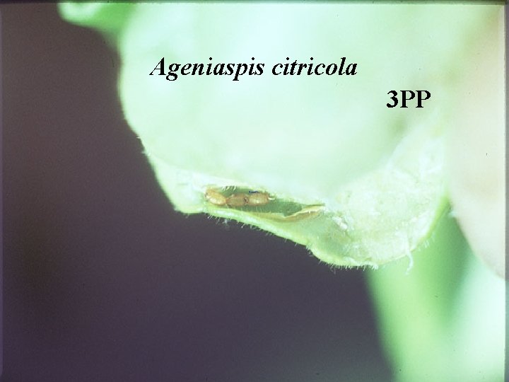 Ageniaspis citricola 3 PP 