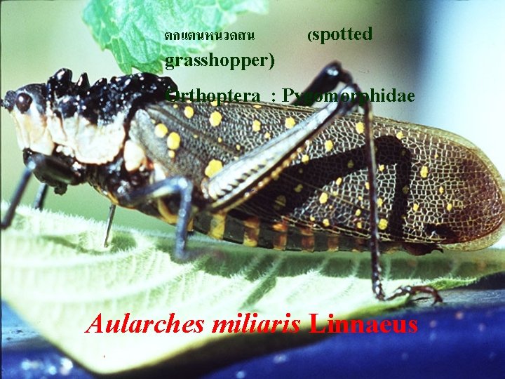 ตกแตนหนวดสน grasshopper) (spotted Orthoptera : Pygomorphidae Aularches miliaris Linnaeus 