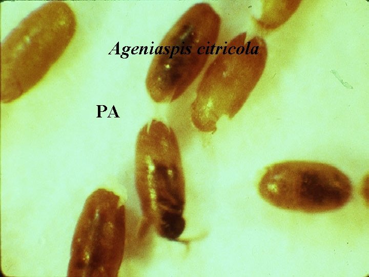 Ageniaspis citricola PA 