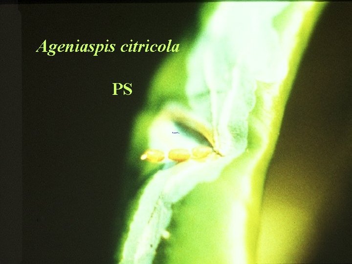 Ageniaspis citricola PS 