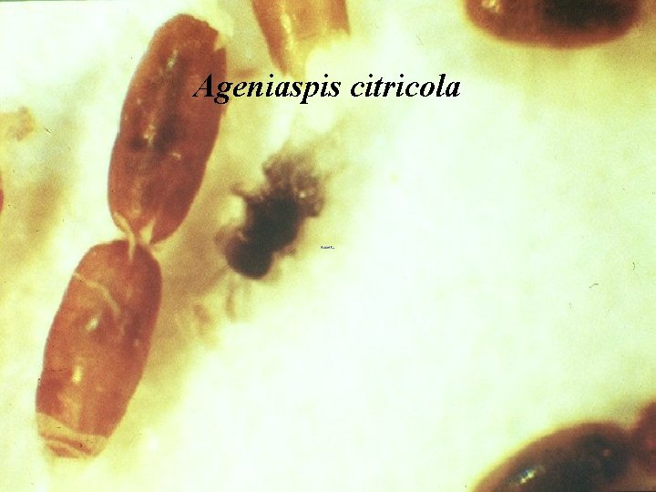 Ageniaspis citricola 