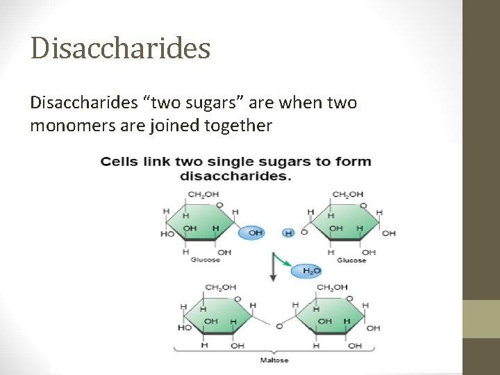 Disaccharides “two sugars” are when two monomers are joined together 