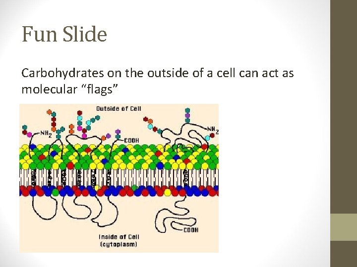Fun Slide Carbohydrates on the outside of a cell can act as molecular “flags”