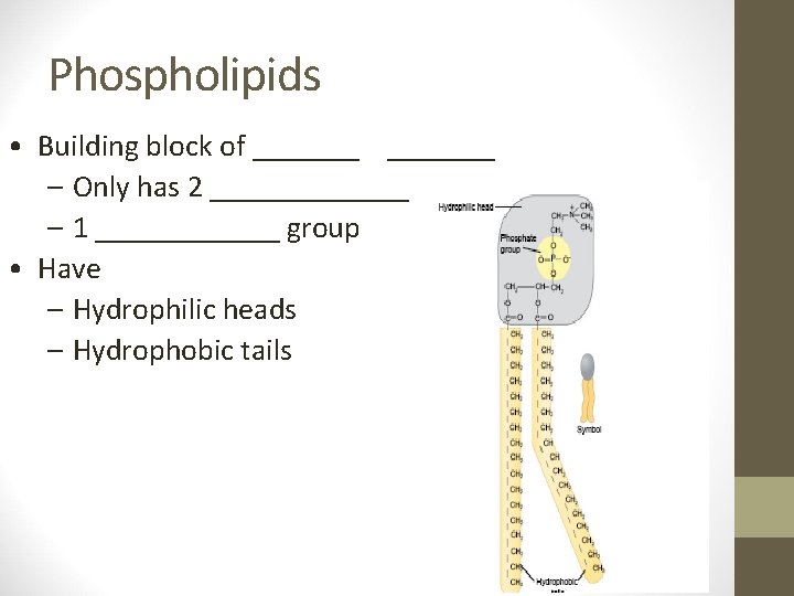 Phospholipids • Building block of _______ – Only has 2 _______ – 1 ______
