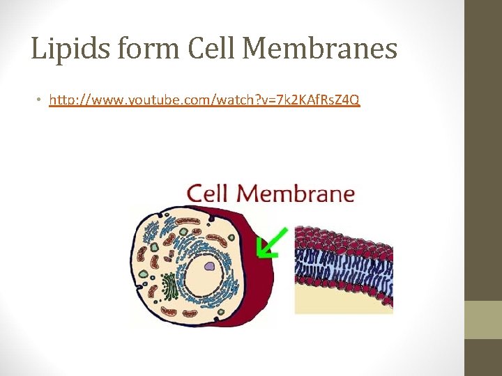 Lipids form Cell Membranes • http: //www. youtube. com/watch? v=7 k 2 KAf. Rs.