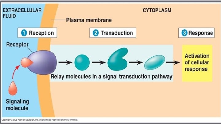 Signal Transduction Pathways Introduction By Nelson Nguyen Sam