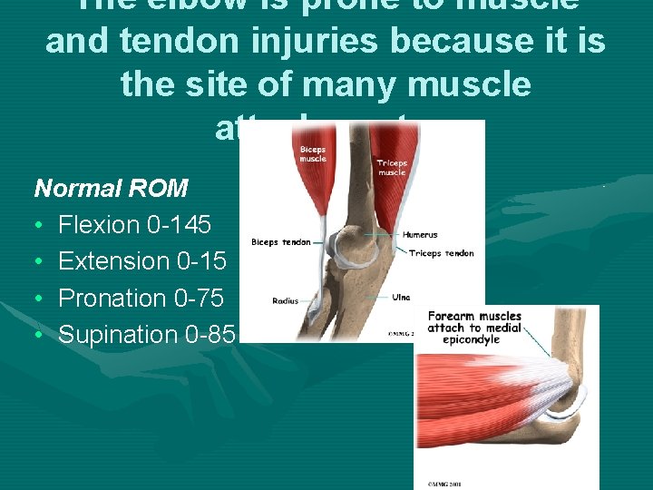 The elbow is prone to muscle and tendon injuries because it is the site