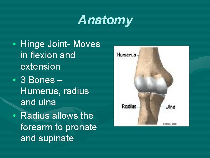 Anatomy • Hinge Joint- Moves in flexion and extension • 3 Bones – Humerus,