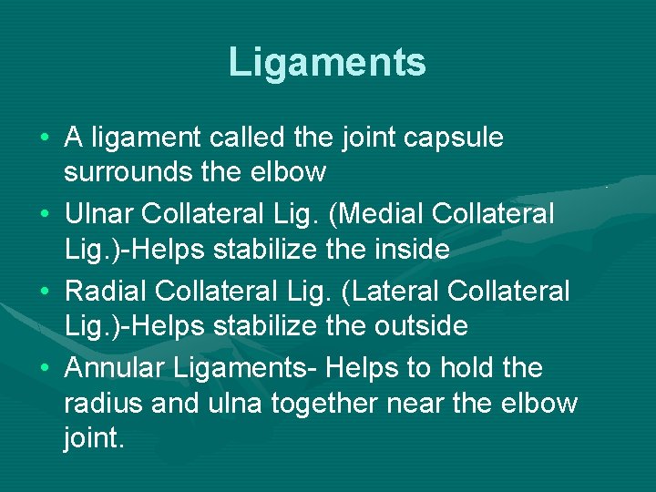Ligaments • A ligament called the joint capsule surrounds the elbow • Ulnar Collateral