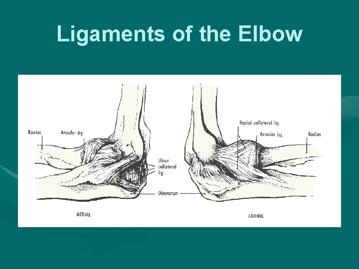 Ligaments of the Elbow 