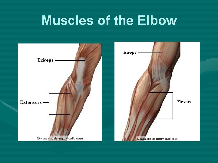 Muscles of the Elbow 