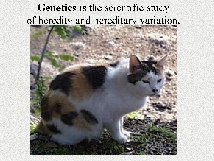 Genetics is the scientific study of heredity and hereditary variation. 