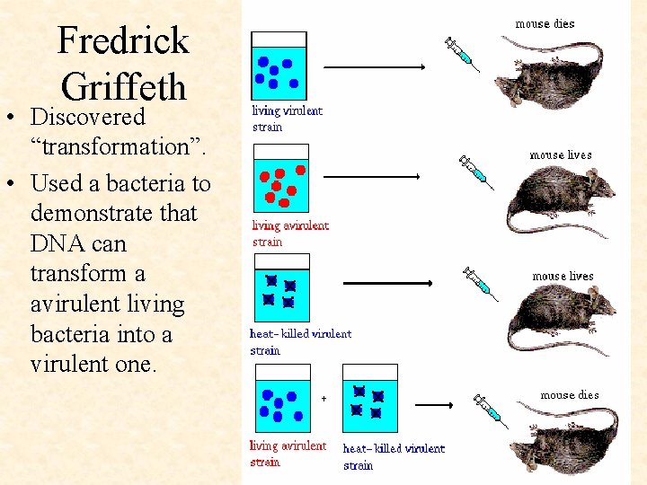 Fredrick Griffeth • Discovered “transformation”. • Used a bacteria to demonstrate that DNA can