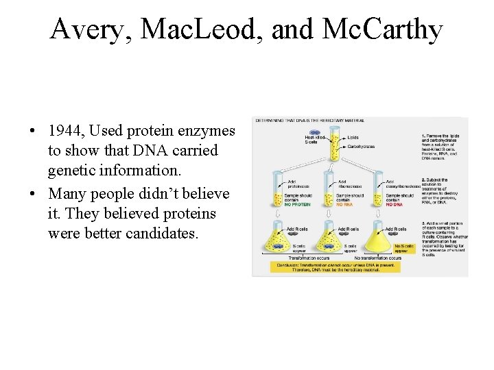 Avery, Mac. Leod, and Mc. Carthy • 1944, Used protein enzymes to show that