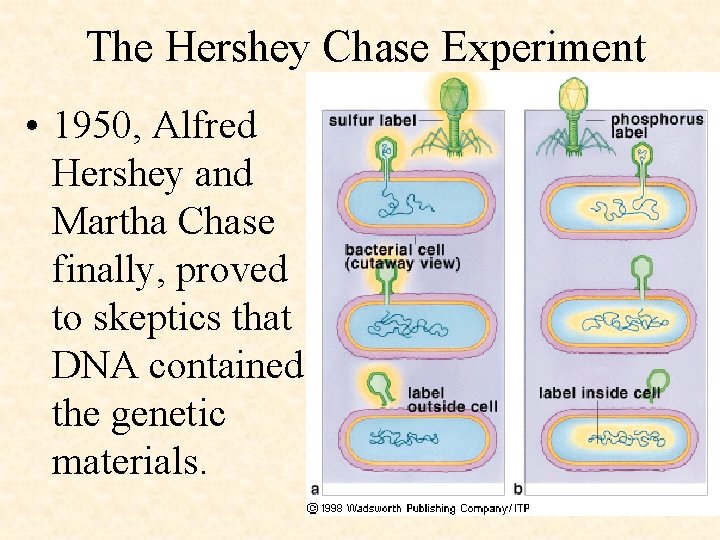 The Hershey Chase Experiment • 1950, Alfred Hershey and Martha Chase finally, proved to