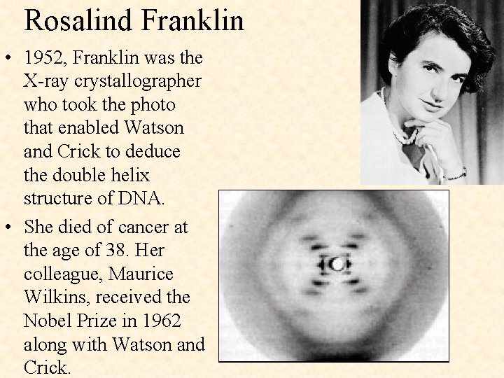 Rosalind Franklin • 1952, Franklin was the X-ray crystallographer who took the photo that