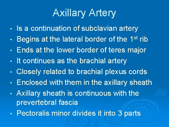 Axillary Artery • • Is a continuation of subclavian artery Begins at the lateral