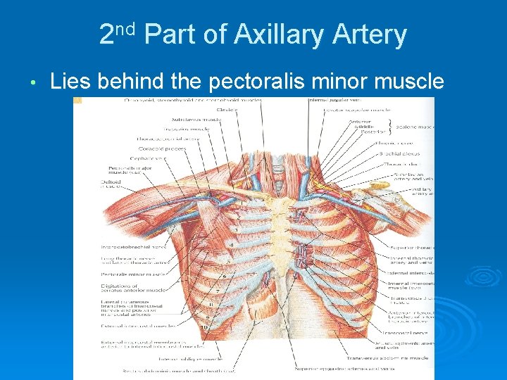 2 nd Part of Axillary Artery • Lies behind the pectoralis minor muscle 