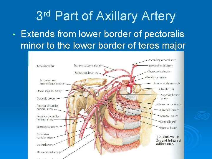 3 rd Part of Axillary Artery • Extends from lower border of pectoralis minor