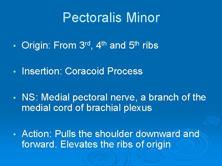 Pectoralis Minor • Origin: From 3 rd, 4 th and 5 th ribs •