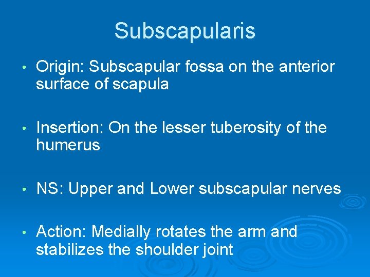 Subscapularis • Origin: Subscapular fossa on the anterior surface of scapula • Insertion: On