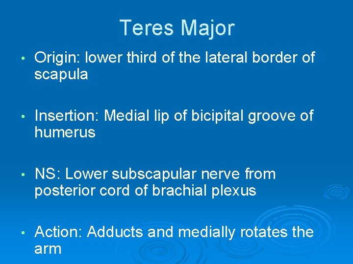 Teres Major • Origin: lower third of the lateral border of scapula • Insertion: