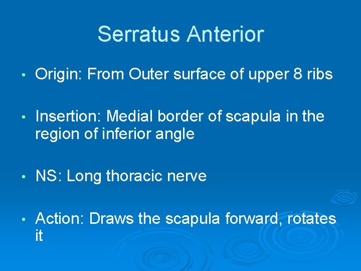 Serratus Anterior • Origin: From Outer surface of upper 8 ribs • Insertion: Medial