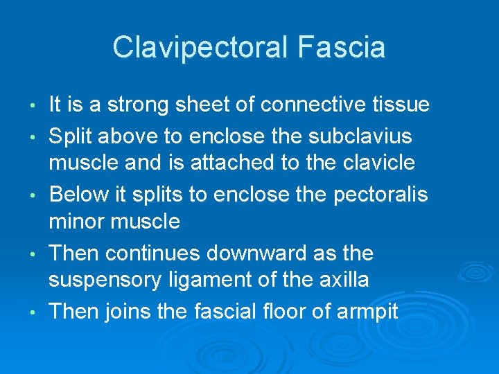 Clavipectoral Fascia • • • It is a strong sheet of connective tissue Split