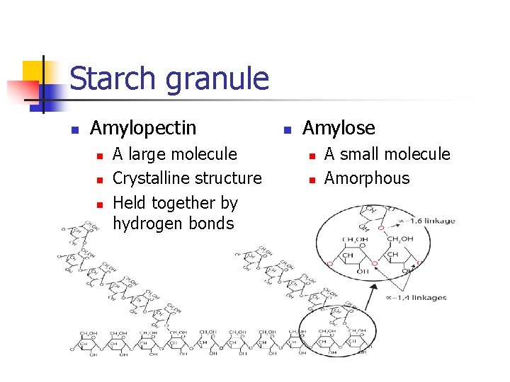 Starch granule n Amylopectin n A large molecule Crystalline structure Held together by hydrogen