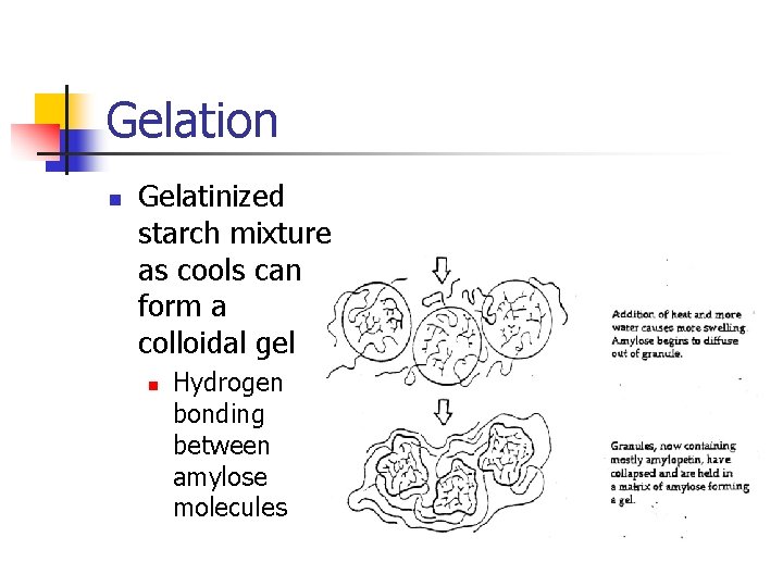 Gelation n Gelatinized starch mixture as cools can form a colloidal gel n Hydrogen