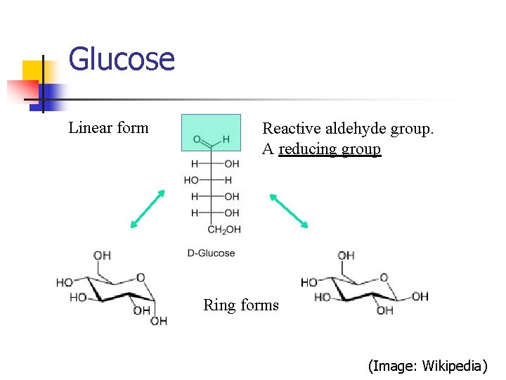 Glucose Linear form Reactive aldehyde group. A reducing group Ring forms (Image: Wikipedia) 