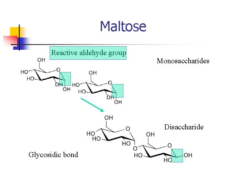 Maltose Reactive aldehyde group Monosaccharides Disaccharide Glycosidic bond 