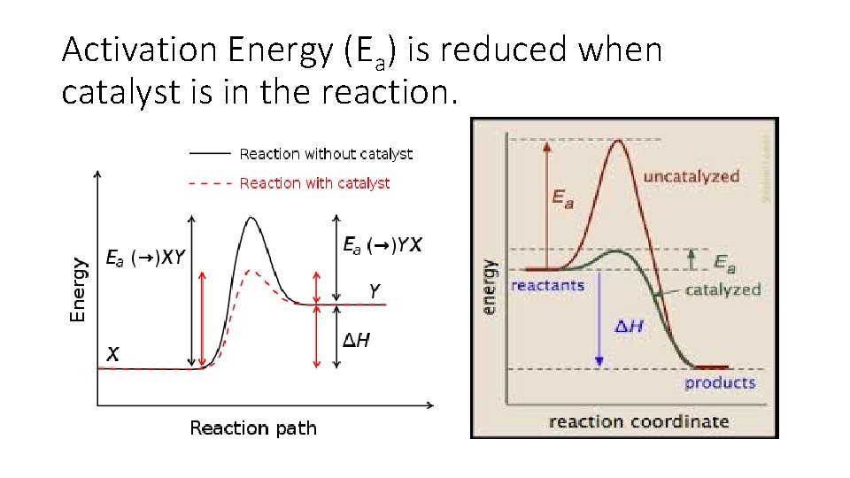 Activation Energy (Ea) is reduced when catalyst is in the reaction. 
