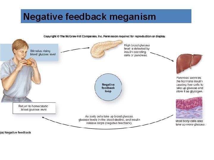 Negative feedback meganism 
