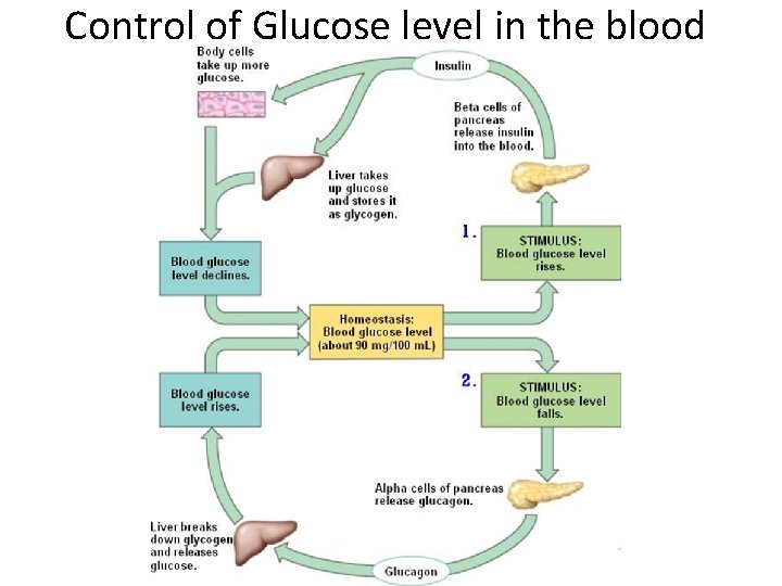 Control of Glucose level in the blood 