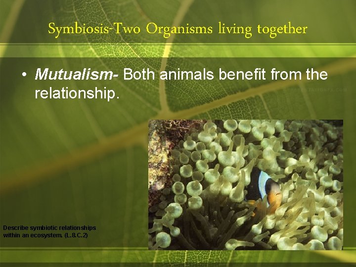 Symbiosis-Two Organisms living together • Mutualism- Both animals benefit from the relationship. Describe symbiotic